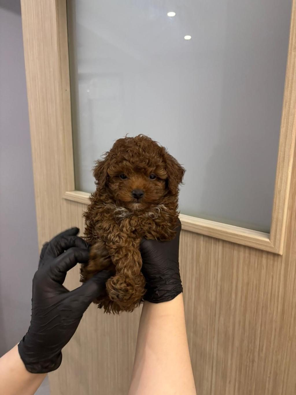 BİRBİRİNDEN TATLI KORE POODLE BEBEKLER SİZİ BEKLİYOR