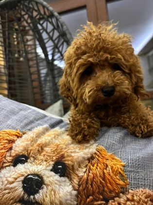 BİRBİRİNDEN TATLI KORE POODLE BEBEKLER SİZİ BEKLİYOR