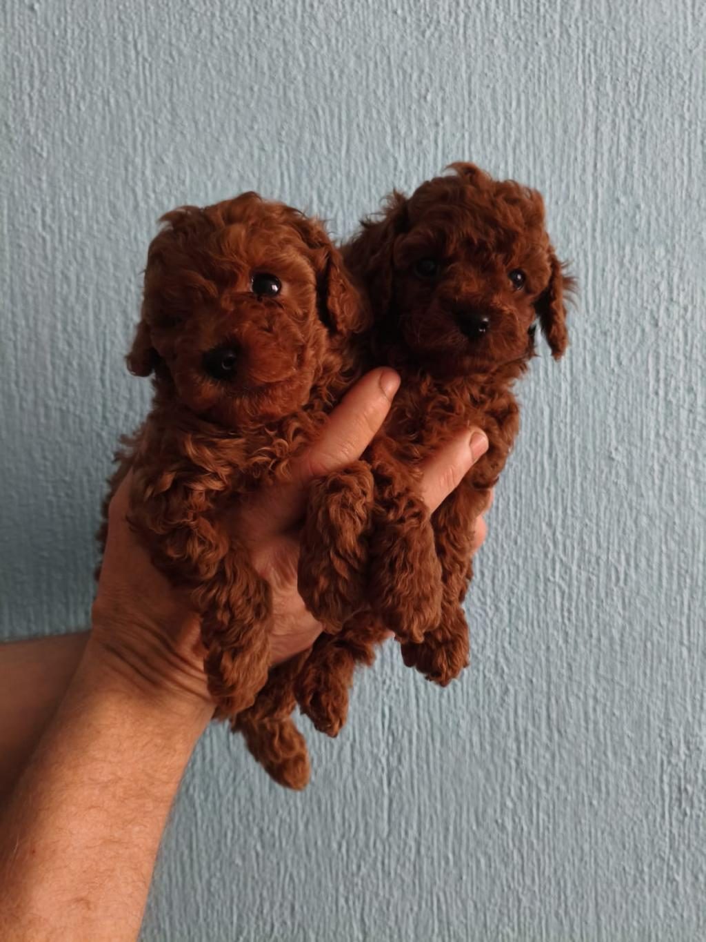 RED BROWN KORE KAN POODLE