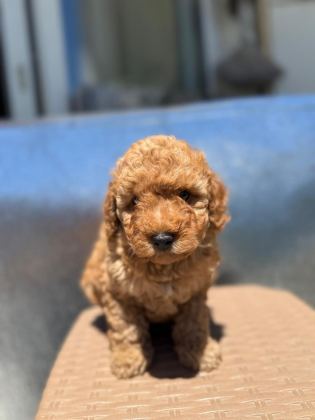 BAYRAM ŞEKERLERİ POODLE YENİ YUVALARINI ARIYORLAR