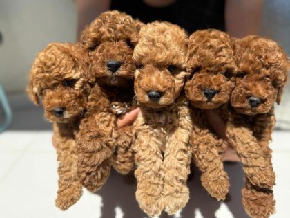 BAYRAM ŞEKERLERİ POODLE YENİ YUVALARINI ARIYORLAR