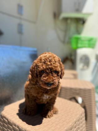 BAYRAM ŞEKERLERİ POODLE YENİ YUVALARINI ARIYORLAR