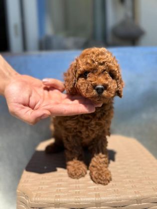 BAYRAM ŞEKERLERİ POODLE YENİ YUVALARINI ARIYORLAR