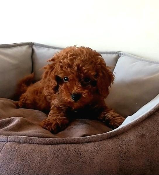 EVDE DOĞUP BÜYÜYEN POODLE YAVRULARIM