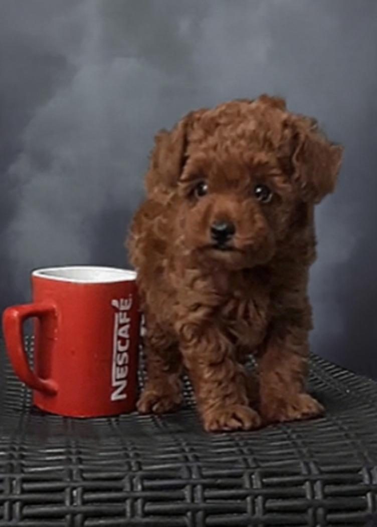 EVDE DOĞUP BÜYÜYEN TOY POODLE