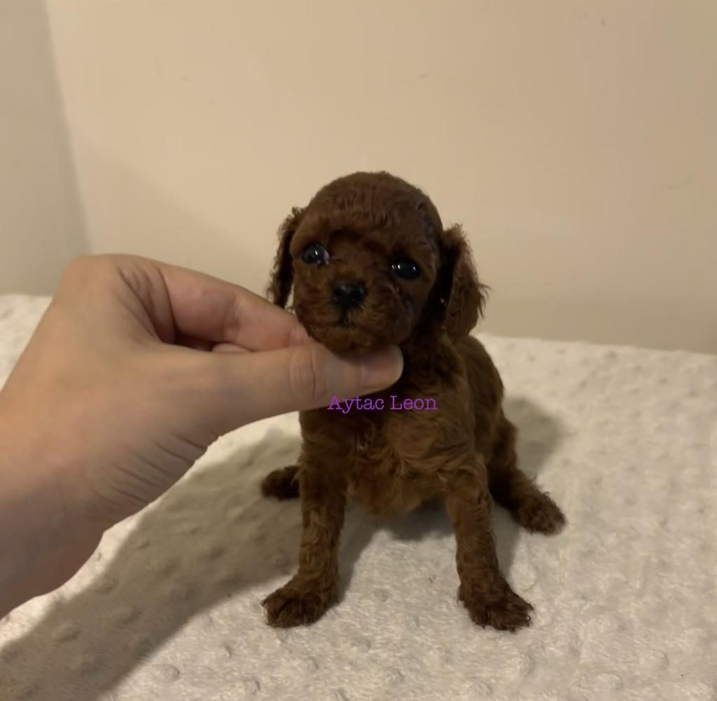 KORE DİŞİ POODLE