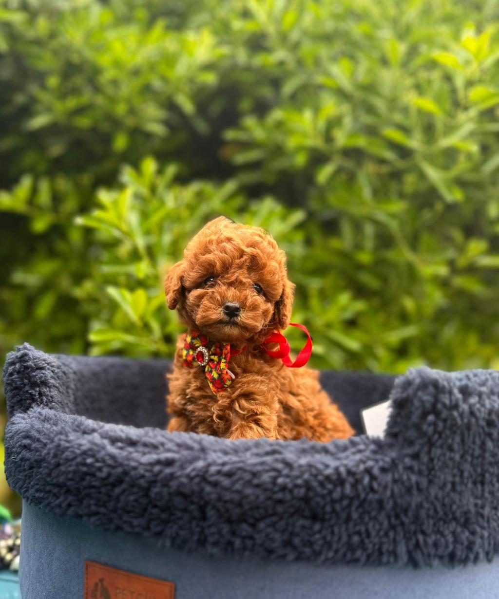 RED BROWN MUHTEŞEM GÜZELLİKTE TOY POODLE YAVRULAR
