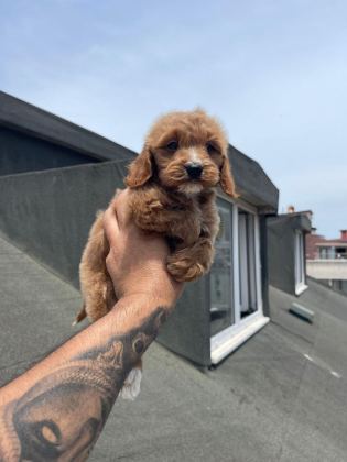 RED MALTİPOO YAVRULARI