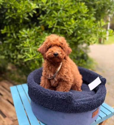 RED BROWN OYUNCU TOY POODLE YAVRULAR