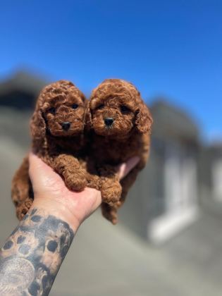 RED BROWN OYUNCU TOY POODLE YAVRULAR