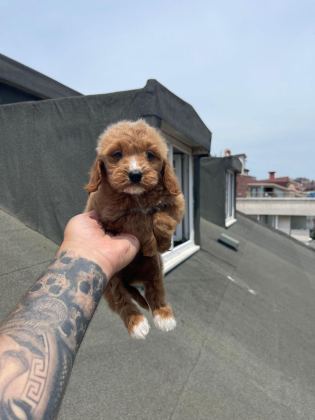 RED MALTİPOO YAVRULARI