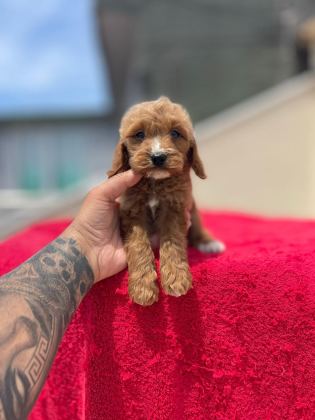 RED MALTİPOO YAVRULARI