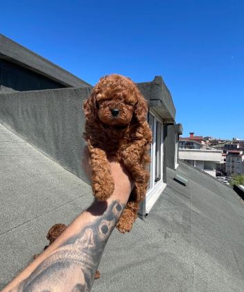 RED BROWN MUHTEŞEM GÜZELLİKTE TOY POODLE YAVRULAR