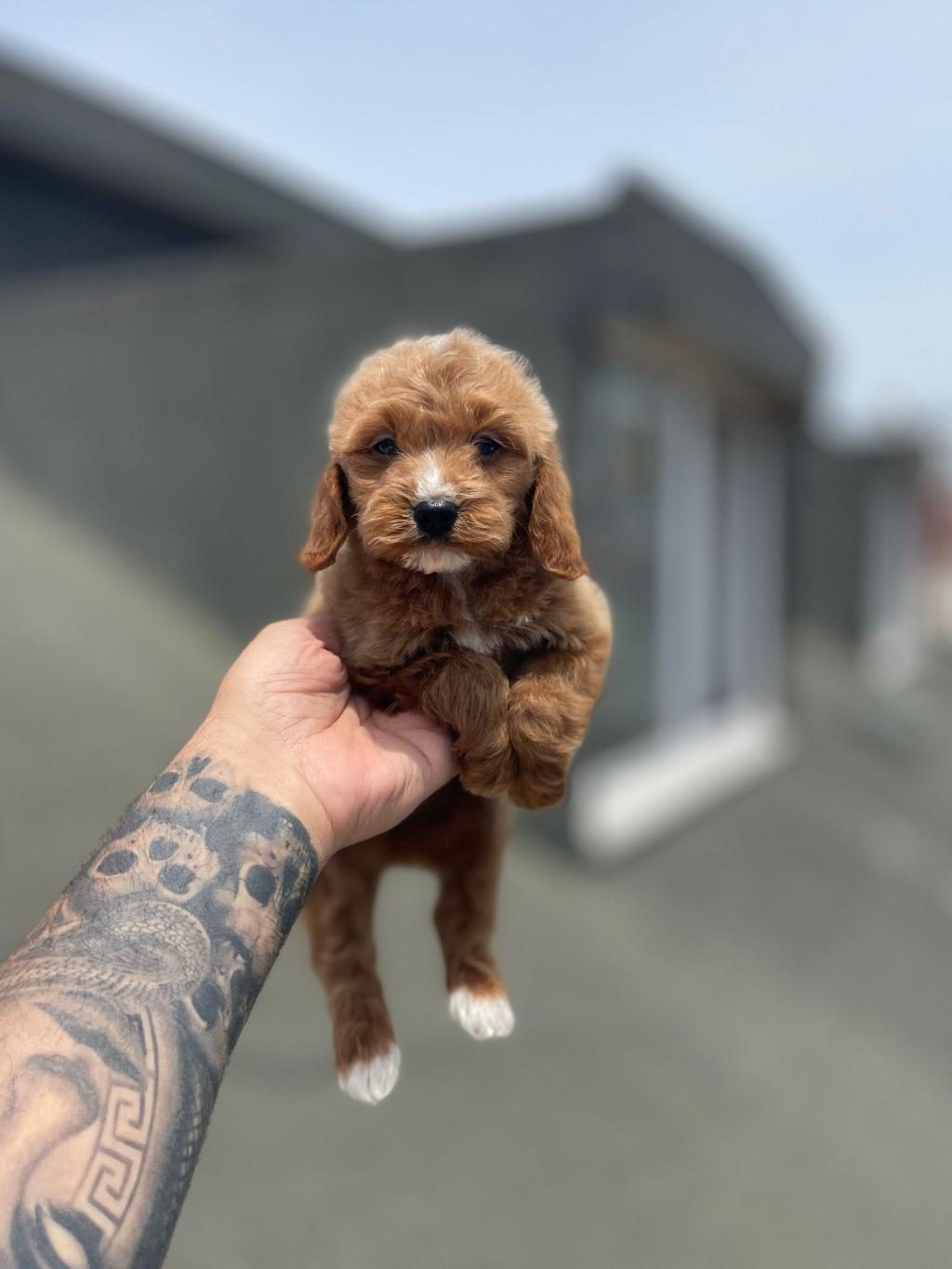 RED MALTİPOO YAVRULARI