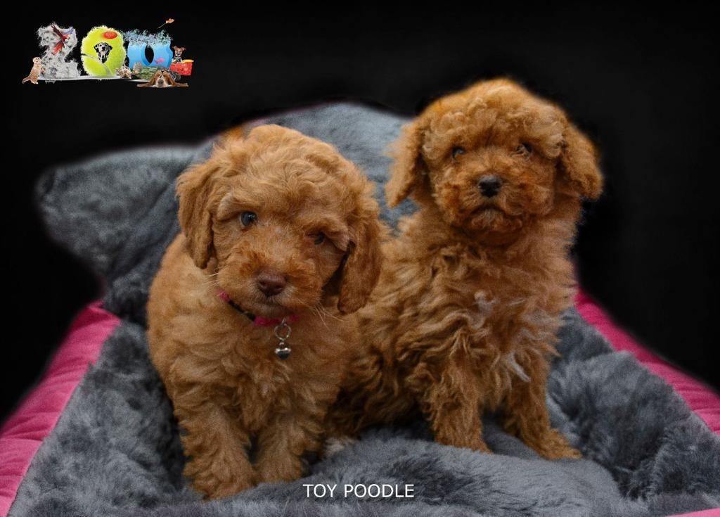 ORJİNAL TOY POODLE