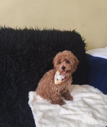 YAKIŞIKLI TOY POODLE