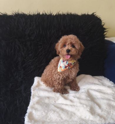 YAKIŞIKLI TOY POODLE