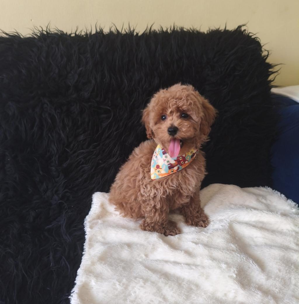 YAKIŞIKLI TOY POODLE
