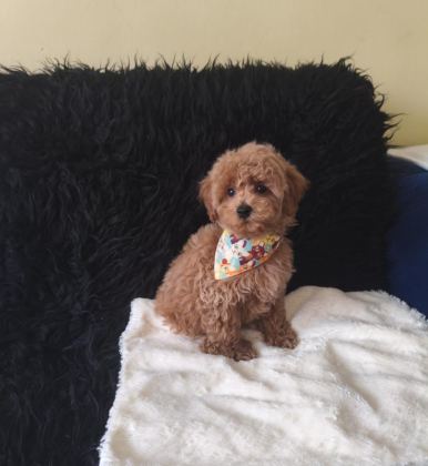 YAKIŞIKLI TOY POODLE