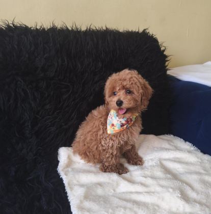YAKIŞIKLI TOY POODLE