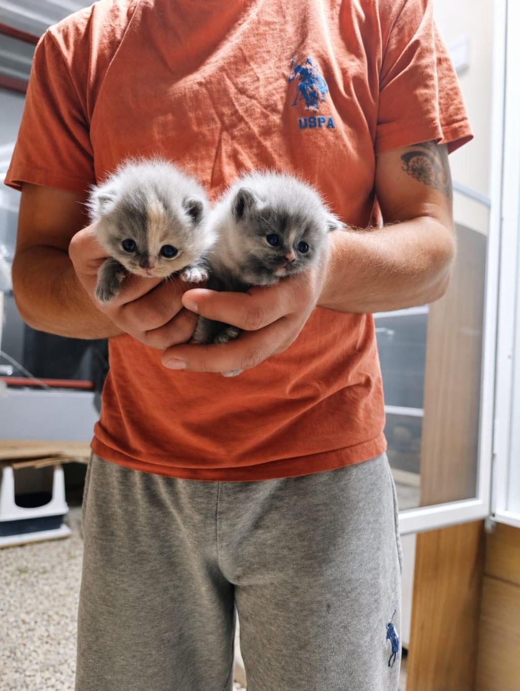 BEBEK KEDİLERİMİZİ SAHİPLENDİRME