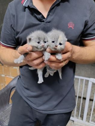 BEBEK KEDİLERİMİZİ SAHİPLENDİRME