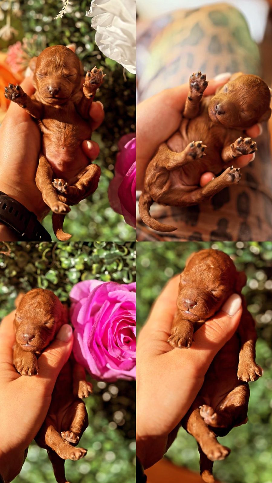SIFIR NUMARA KORE POODLE YAVRULAR