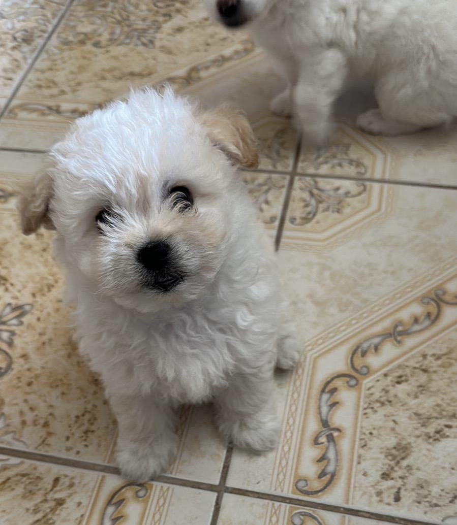 MALTESE TERRİER YAVRUMUZ