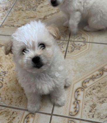 MALTESE TERRİER YAVRUMUZ