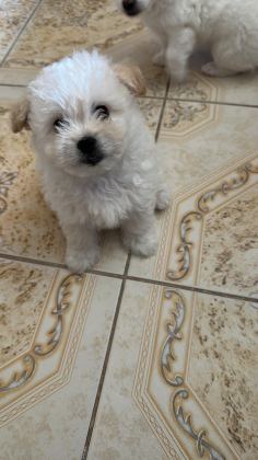 MALTESE TERRİER YAVRUMUZ