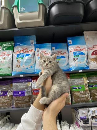 DİŞİ VE ERKEK SİLVER TABBY BEBEK BRİTİSH SHORTHAİR