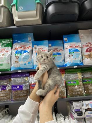 DİŞİ VE ERKEK SİLVER TABBY BEBEK BRİTİSH SHORTHAİR