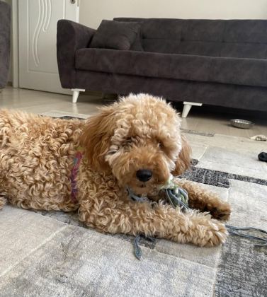 EV ORTAMINDA BÜYÜMÜŞ MİNİATÜR POODLE