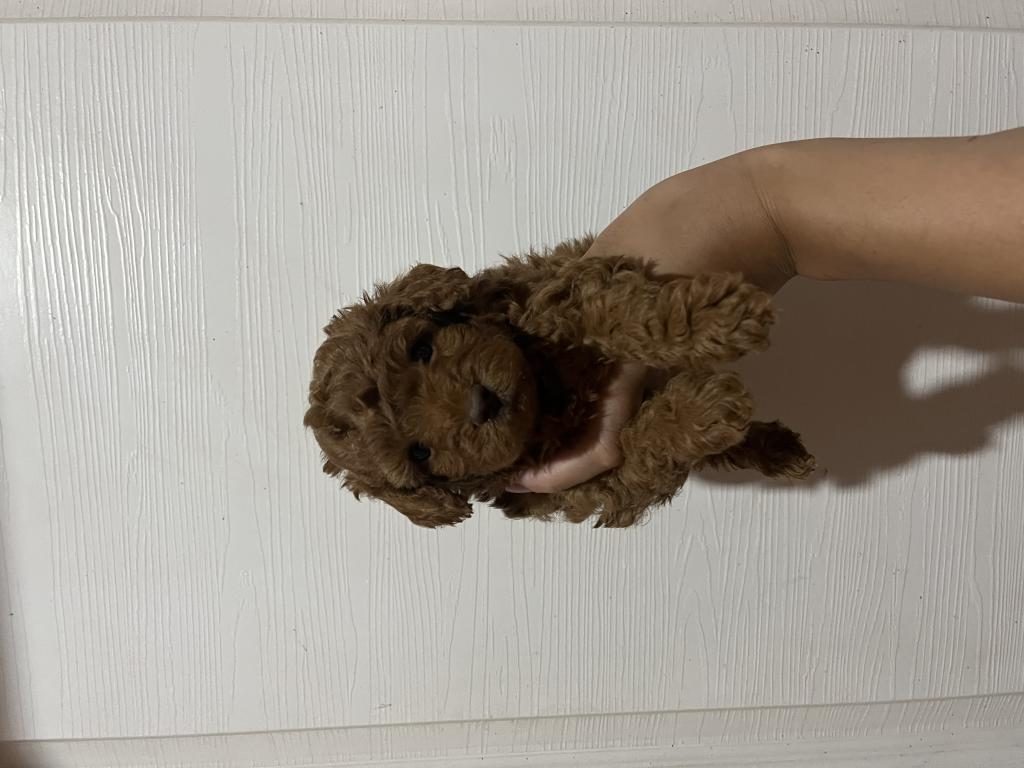 KORE KAN TOY POODLE ERKEKLER
