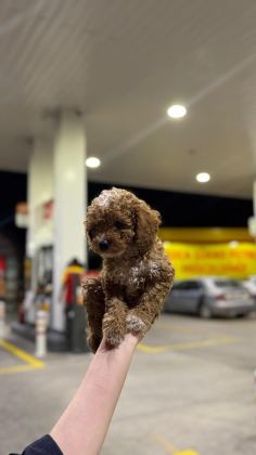 PREMİUM GÜZELLİK TOY POODLE