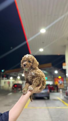 PREMİUM GÜZELLİK TOY POODLE