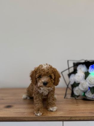 PREMİUM GÜZELLİK TOY POODLE