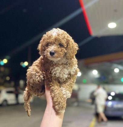 PREMİUM GÜZELLİK TOY POODLE