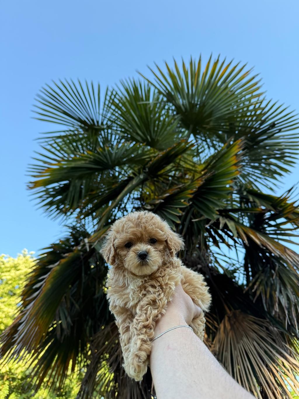 MALTİPOO VE DİĞER IRKLAR İÇİN İLETİŞİME GEÇİN