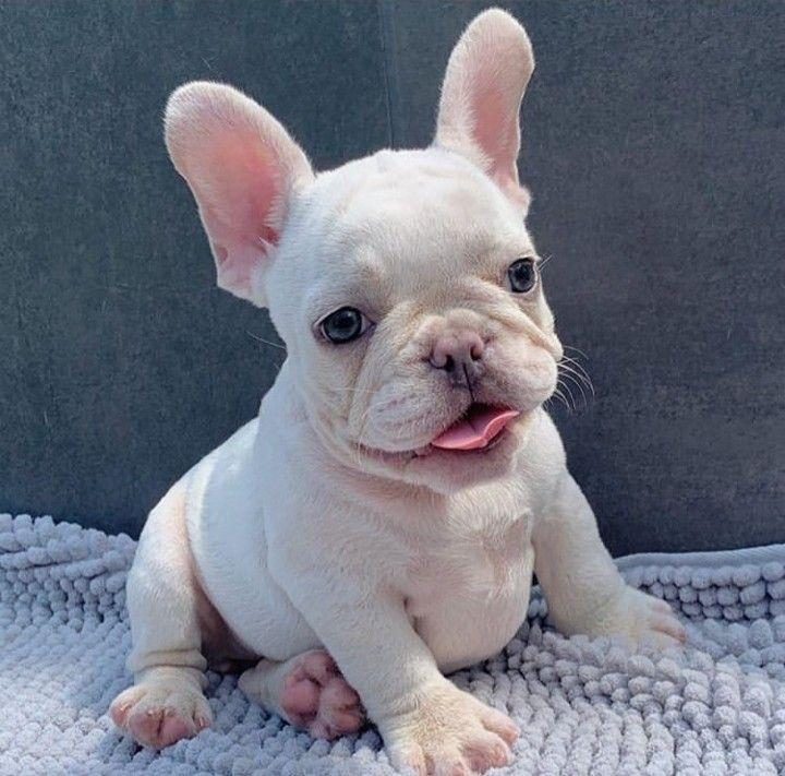 IRK VE SAĞLIK GARANTİLİ FRENCH BULLDOG YAVRULARIMIZ