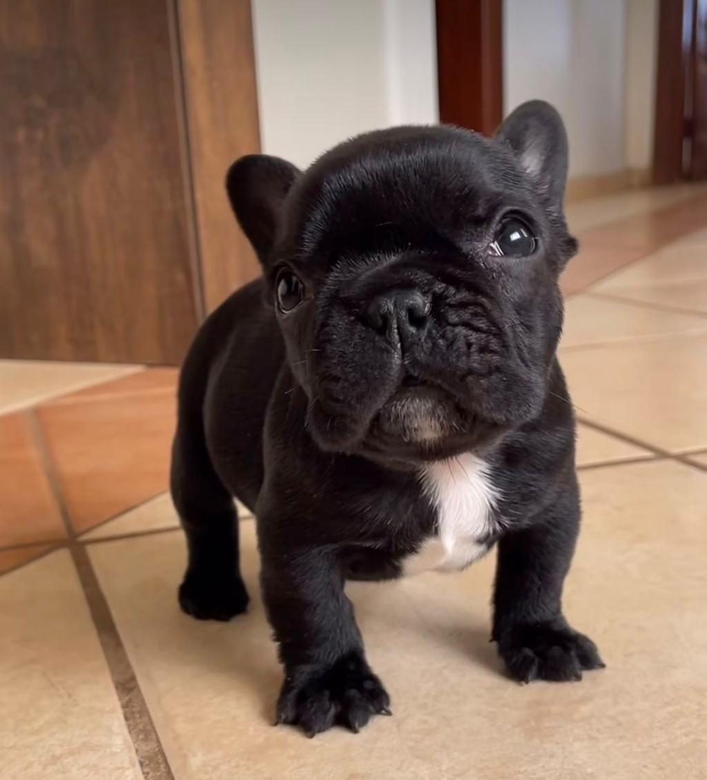 IRK VE SAĞLIK GARANTİLİ FRENCH BULLDOG YAVRULARIMIZ