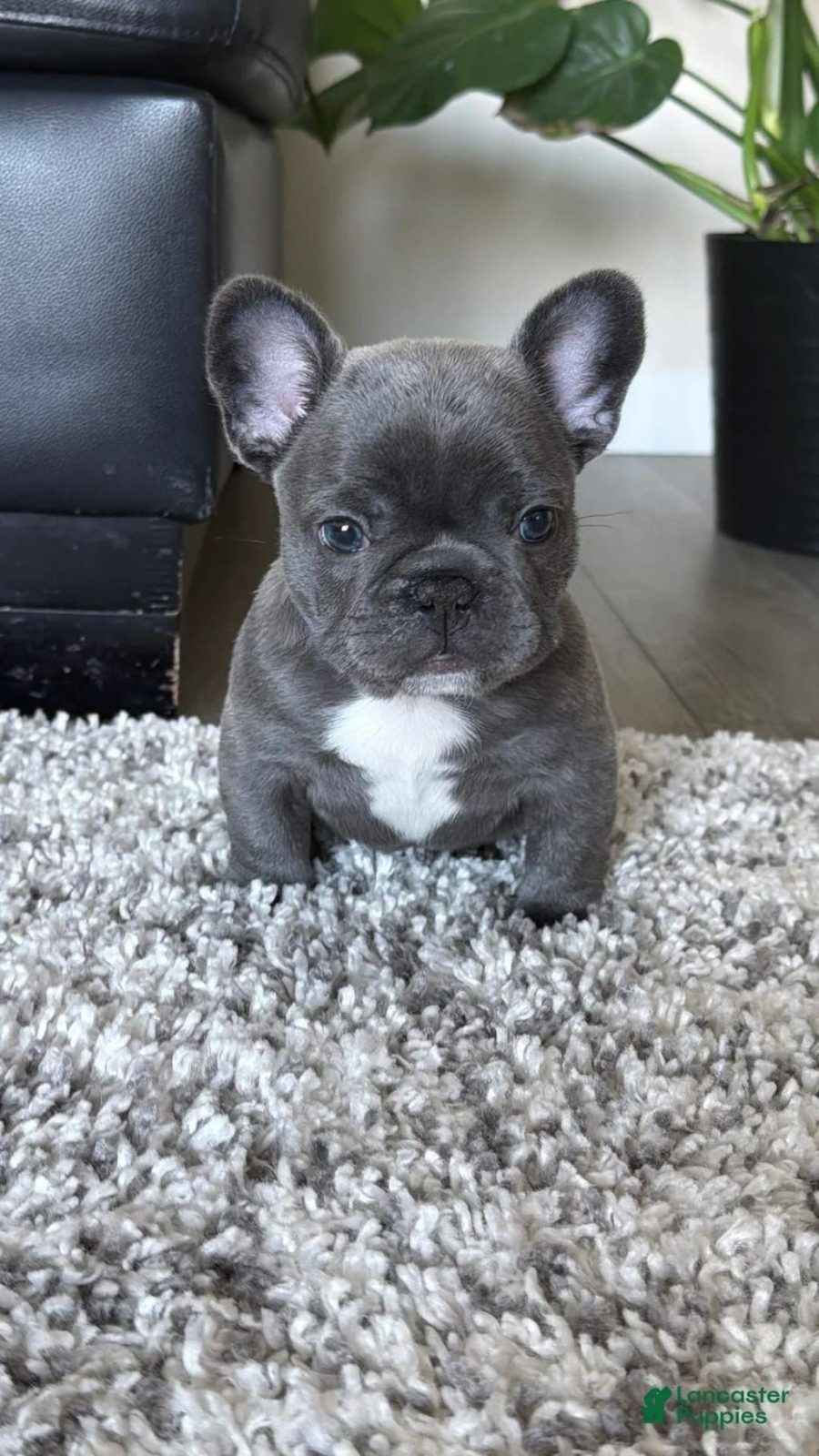 IRK VE SAĞLIK GARANTİLİ FRENCH BULLDOG
