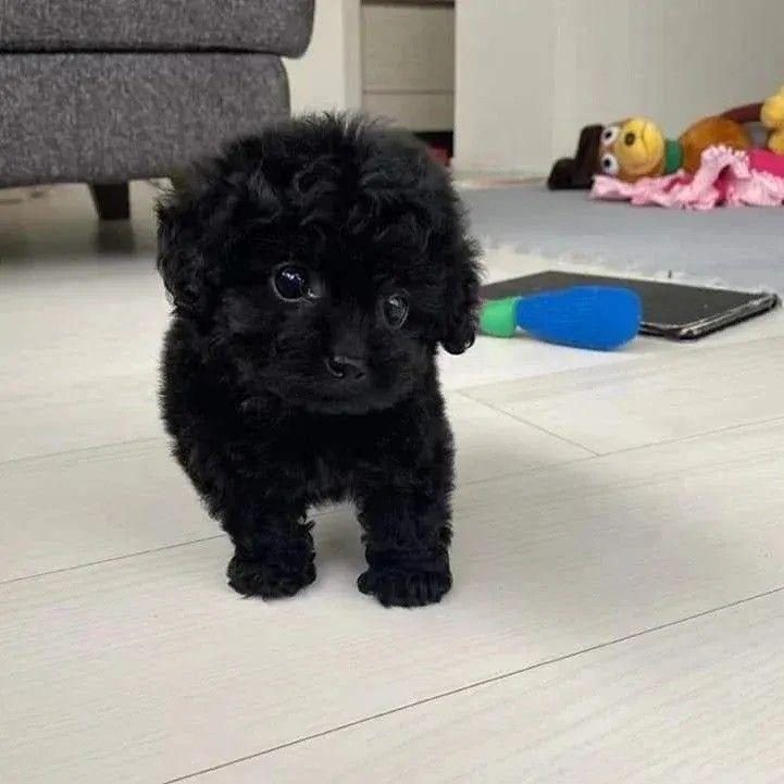 İRK VE SAĞLIK GARANTİLİ TOY POODLE YAVRULARIMIZ