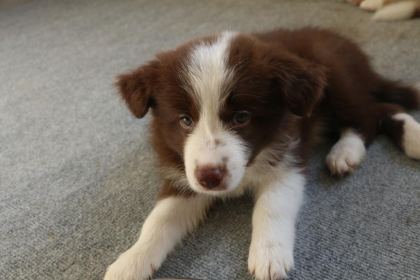 A ŞECERE YAVRU KÖPEKLER