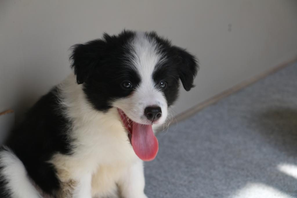 A ŞECERE YAVRU KÖPEKLER