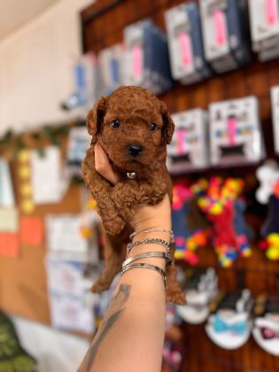 MUHTEŞEM TOY POODLE BEBEKLER