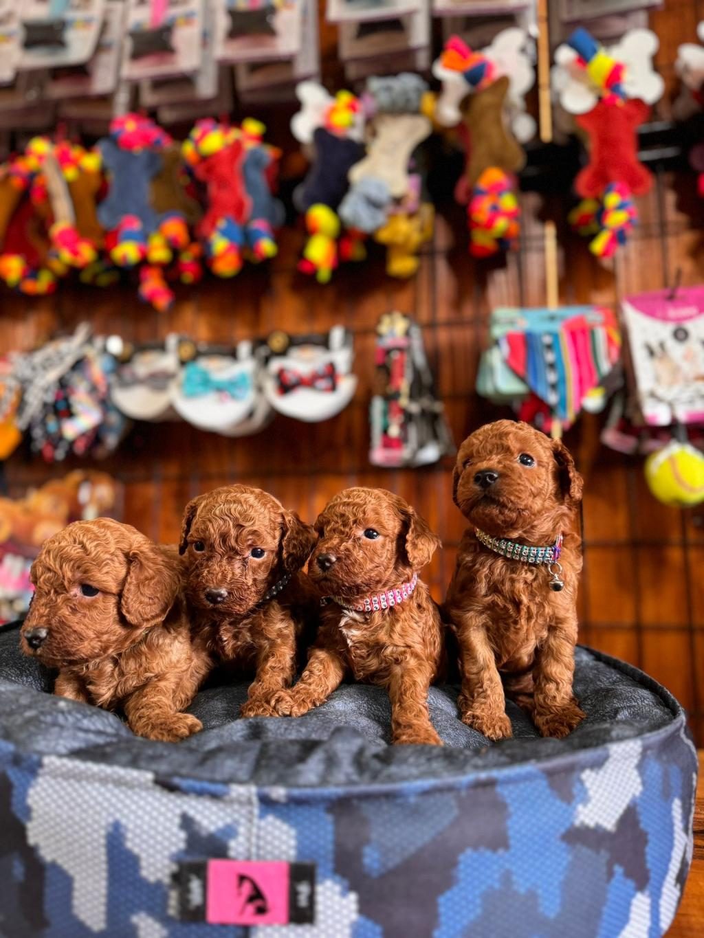 MUHTEŞEM TOY POODLE BEBEKLER