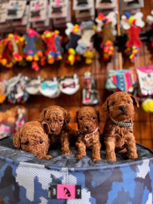 MUHTEŞEM TOY POODLE BEBEKLER