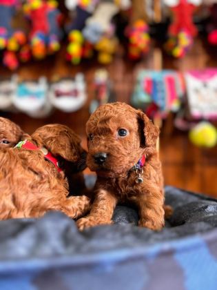 MUHTEŞEM TOY POODLE BEBEKLER