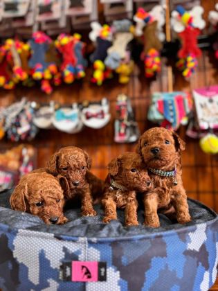 MUHTEŞEM TOY POODLE BEBEKLER